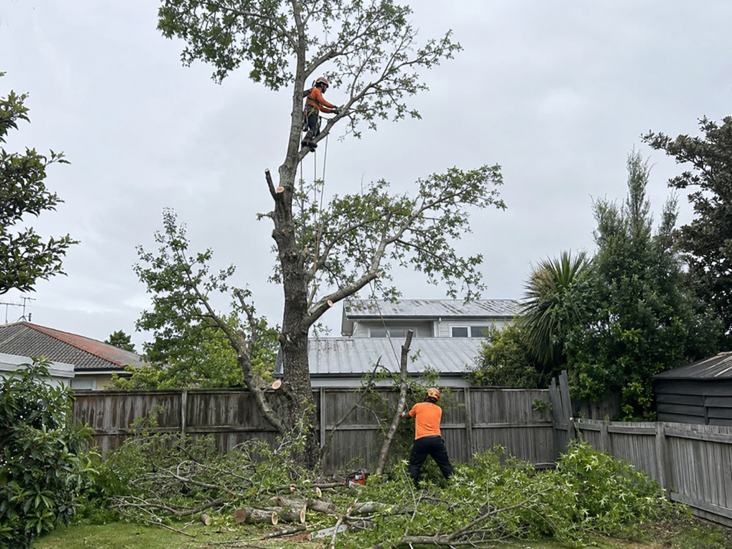 tree cutting christchurch