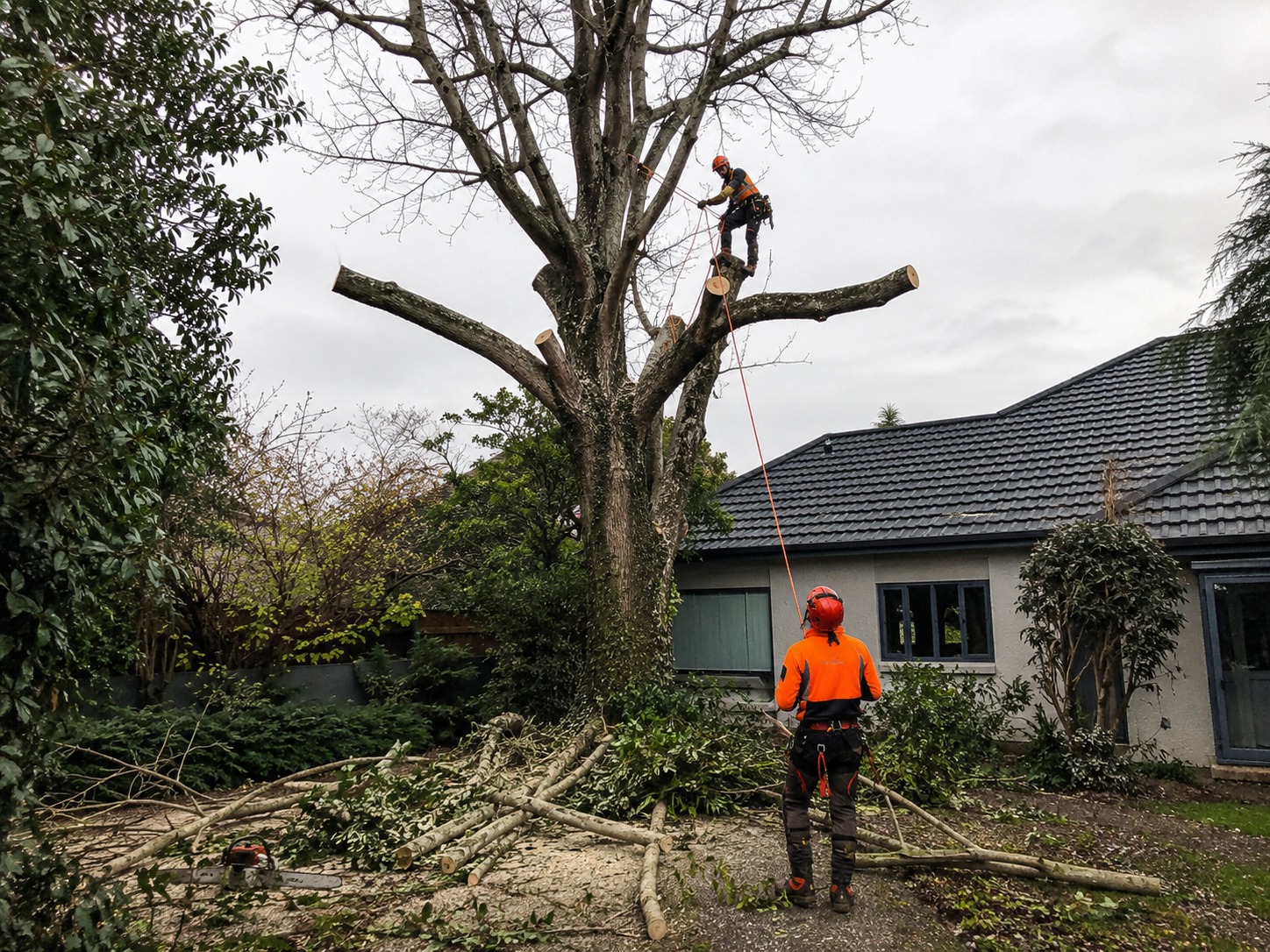 tree felling christchurch