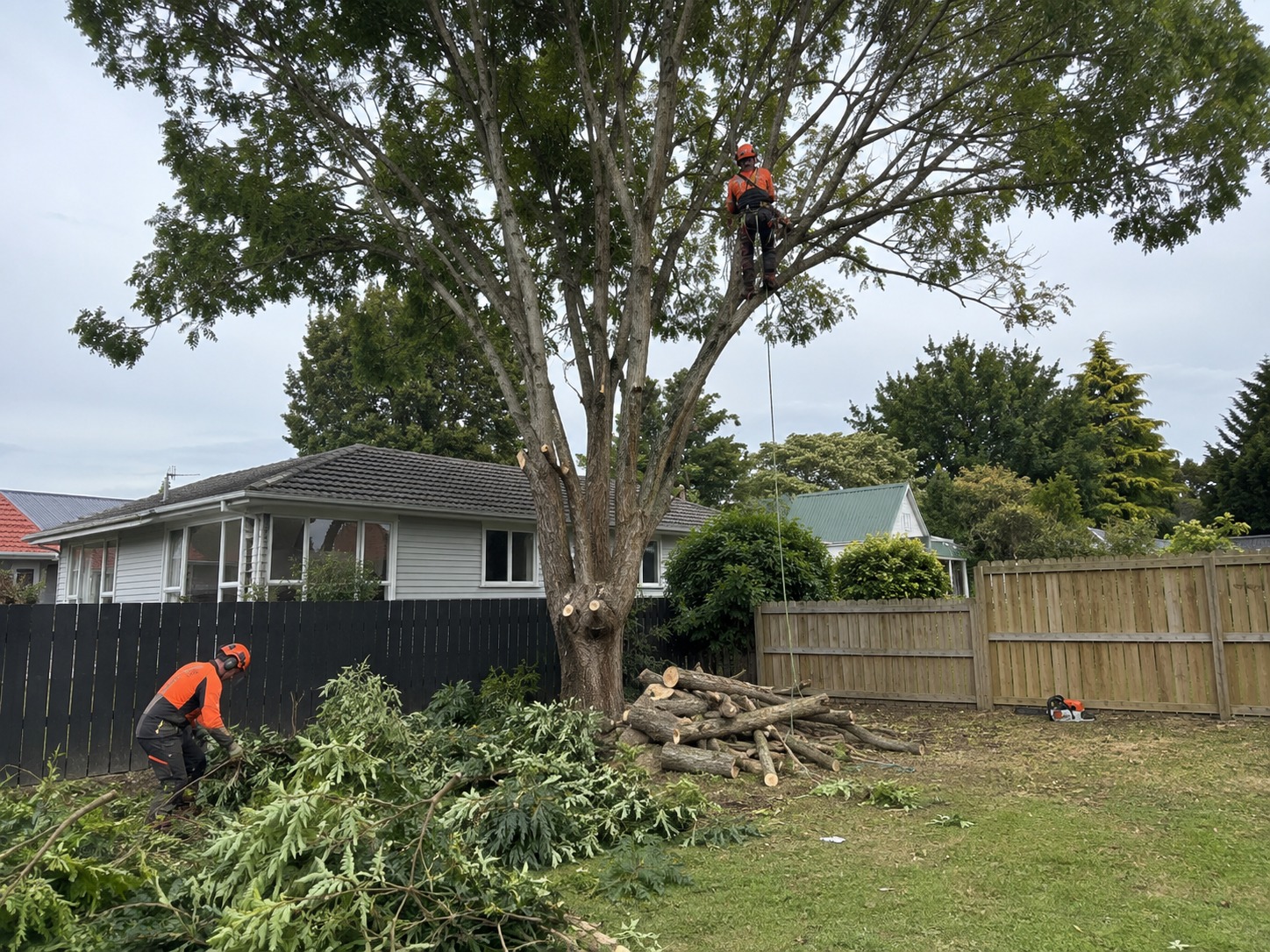 Tree services in Riccarton, Christchurch