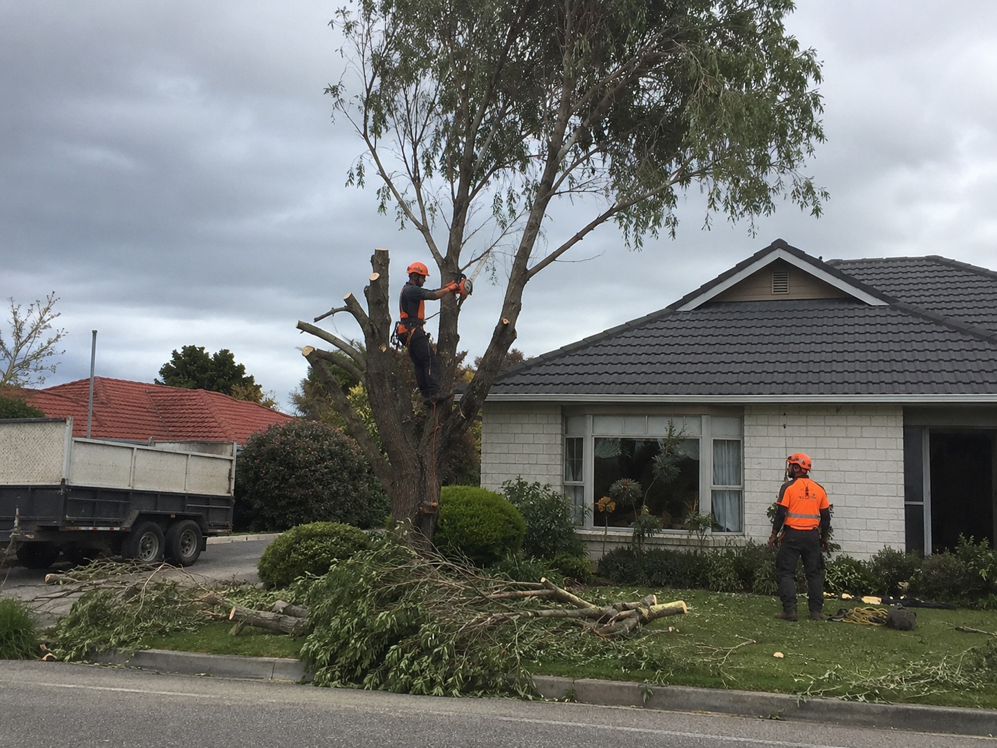 Tree services in Fendalton, Christchurch