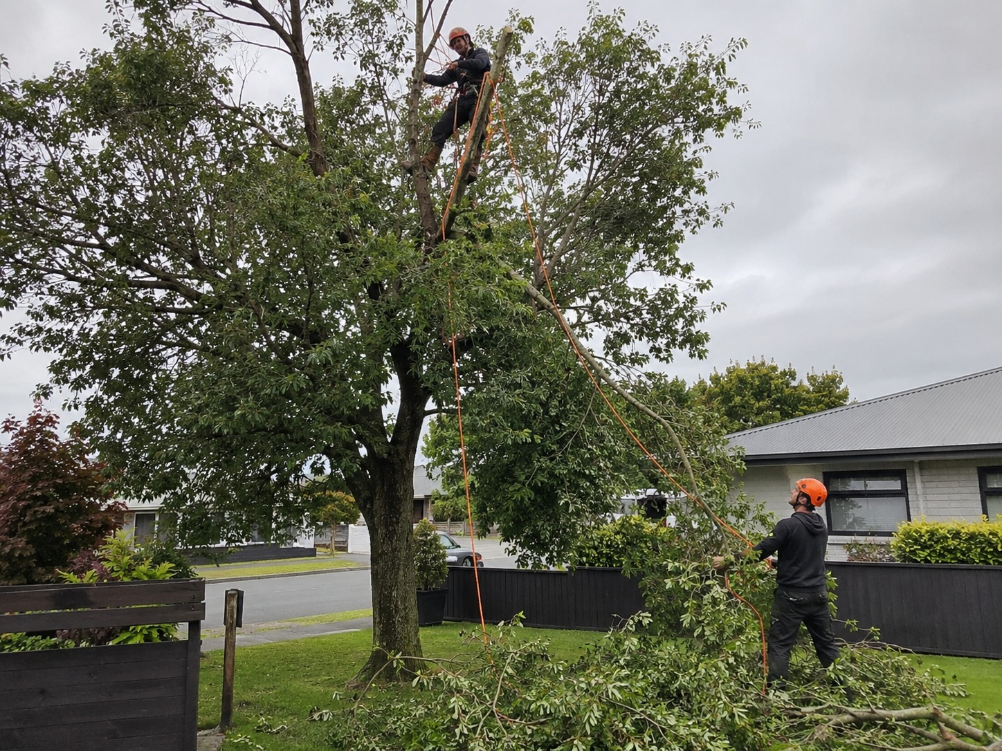 tree pruning christchurch