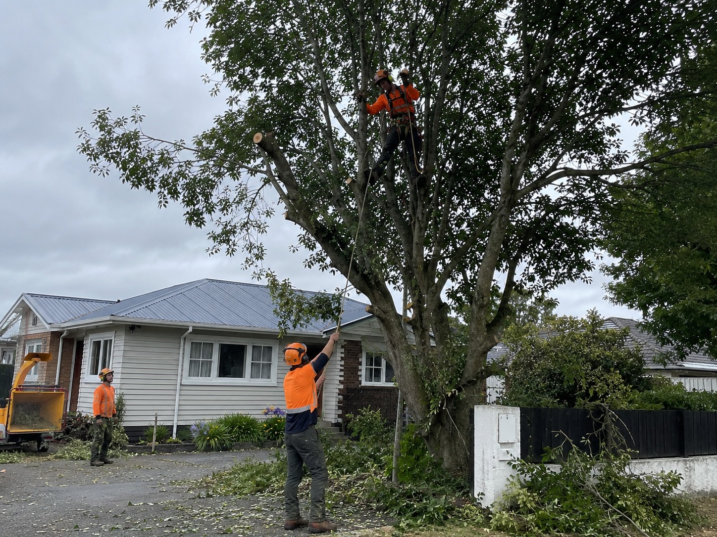 branch removal christchurch