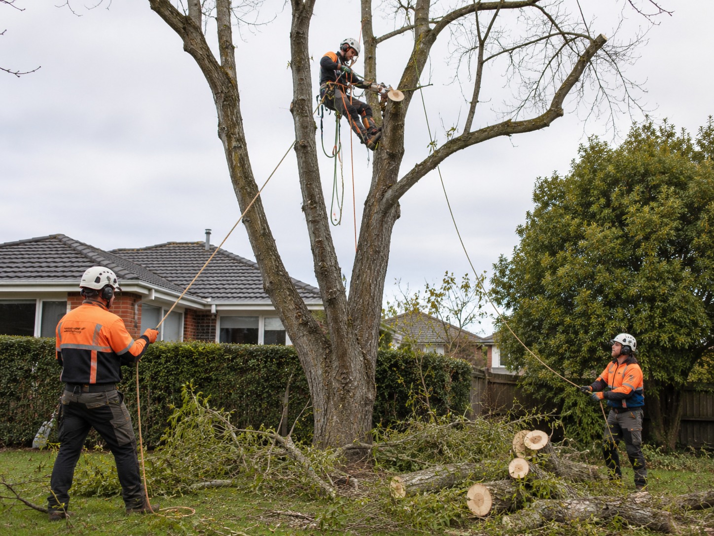 Christchurch branch cutting