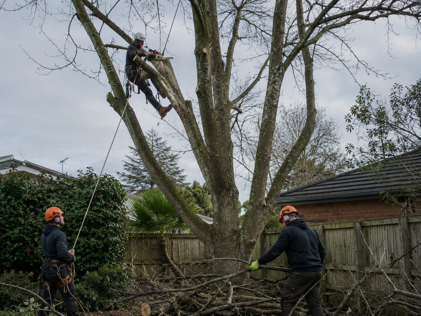 Christchurch tree removal