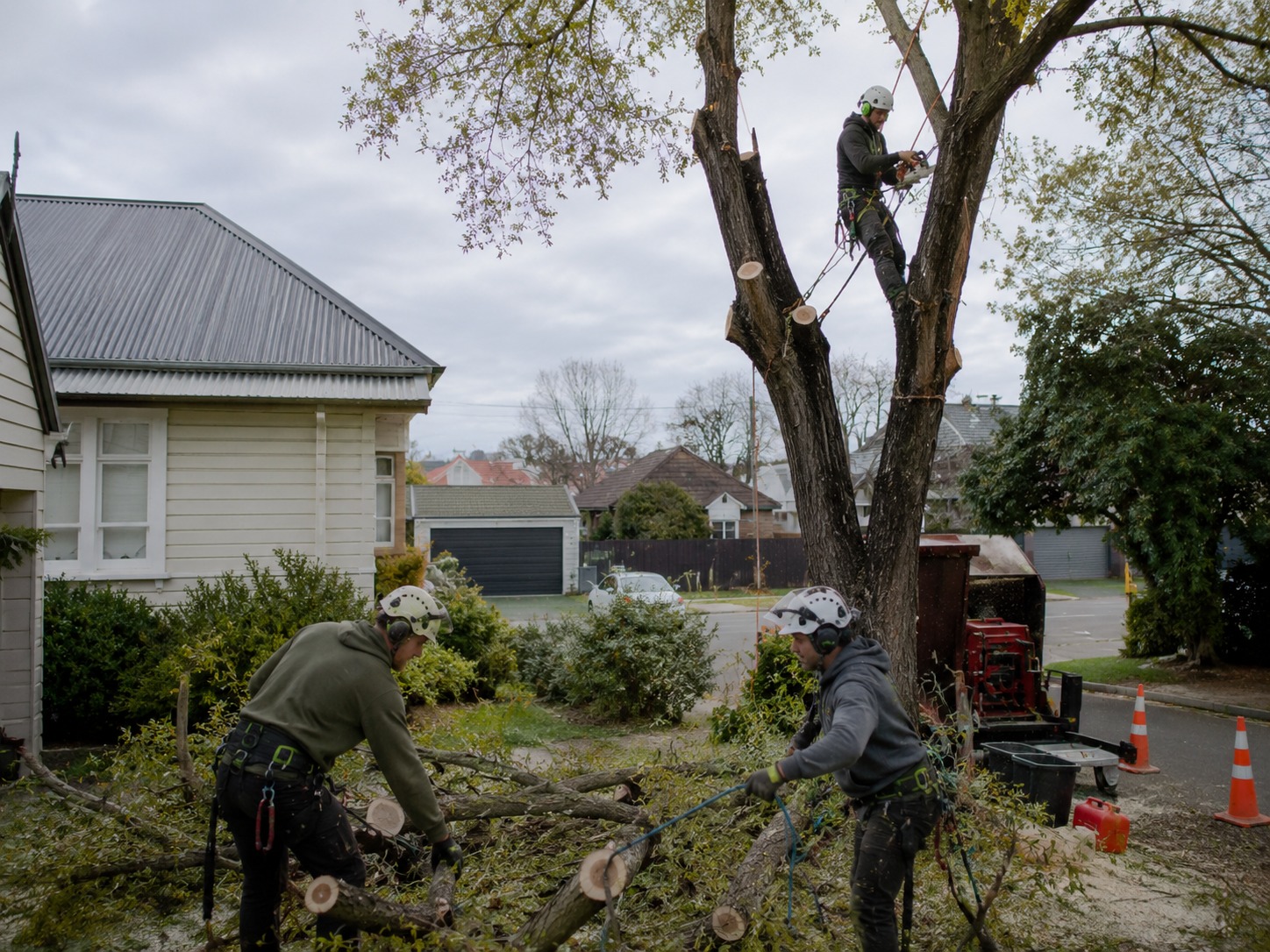 Branch cutting in Christchurch