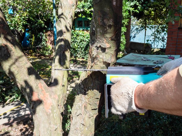 Council-approved arborist in Christchurch