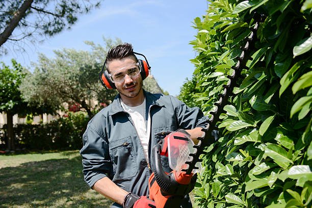 best hedge trimming service christchurch