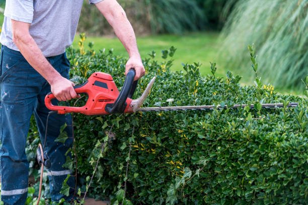 best hedge trimming service in christchurch