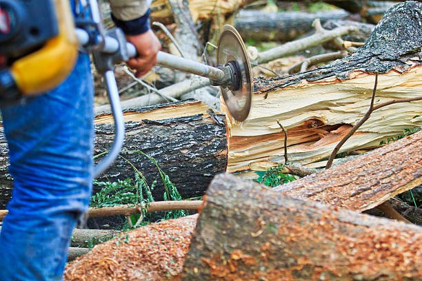 Healthy pruning for Canterbury trees
