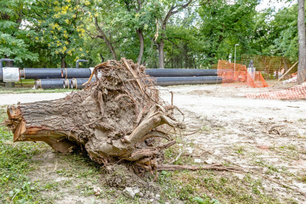 Emergency tree removal in Christchurch after storm damage