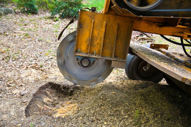 Clean stump removal in Canterbury