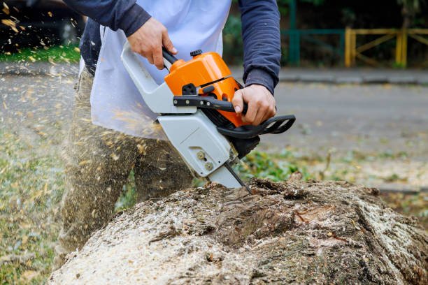 Stump removal in Christchurch