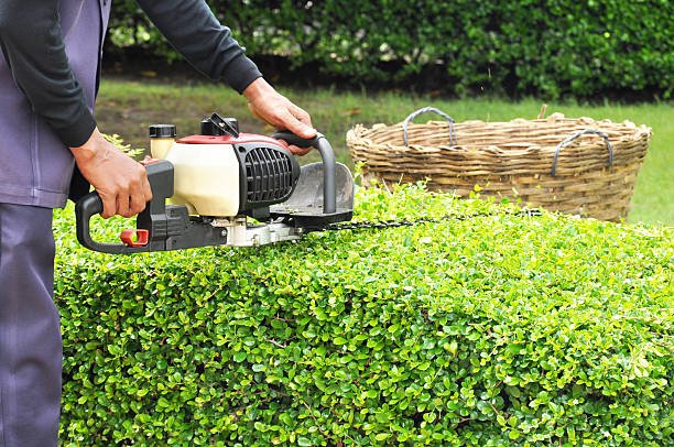 hedge trimming christchurch
