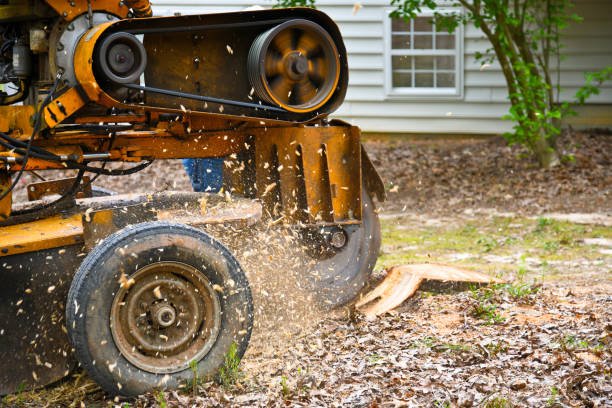 stump grinding and removal christchurch