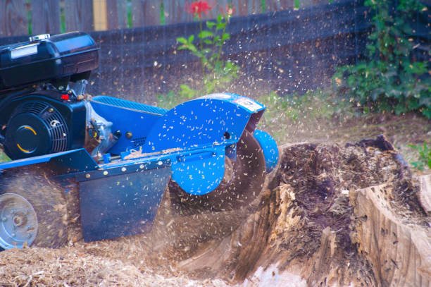 Dealing with a stubborn stump in Christchurch