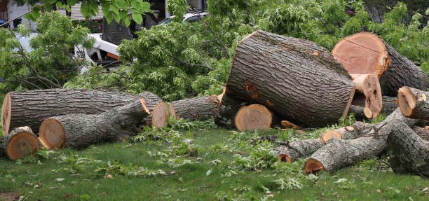 Tree cutting in a Christchurch garden