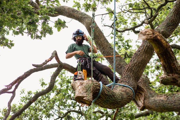 tree trimming
