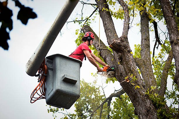 Getting tree pruning right the first time in Christchurch