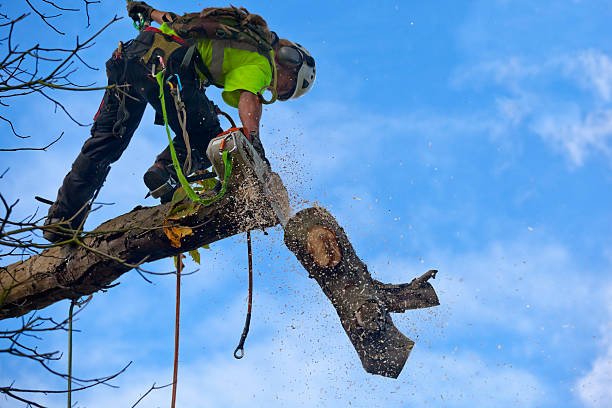 Tree pruning in Christchurch